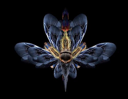 Hélène DELLUCCI: la greffe mythique en psychotraumatologie.