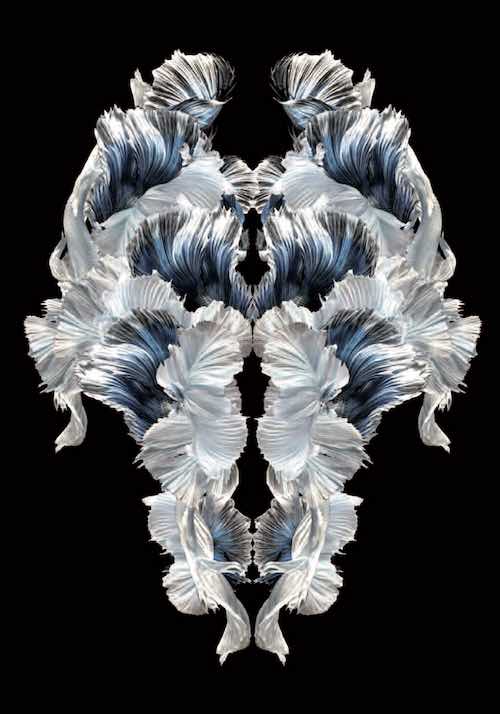 Le doute comme ennemi intime. Hors Série sur le Psychotraumatisme.