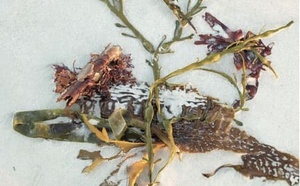 Chemsex, trauma et EMDR-IMO : travailler l’intime par les mouvements oculaires.