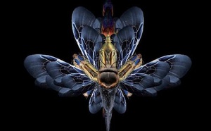 Hélène DELLUCCI: la greffe mythique en psychotraumatologie.