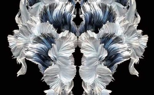 Le doute comme ennemi intime. Hors Série sur le Psychotraumatisme.