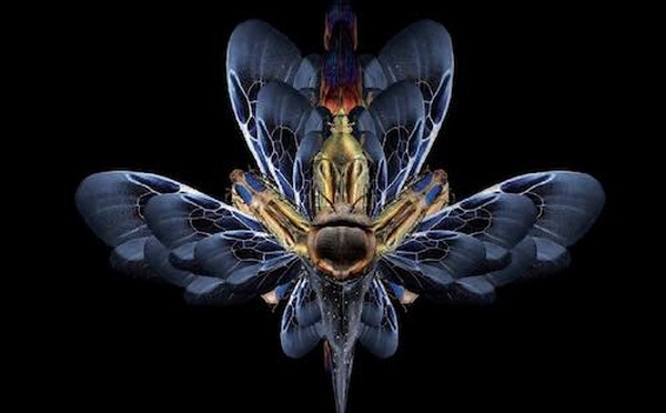 Hélène DELLUCCI: la greffe mythique en psychotraumatologie.