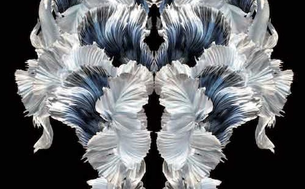 Le doute comme ennemi intime. Hors Série sur le Psychotraumatisme.